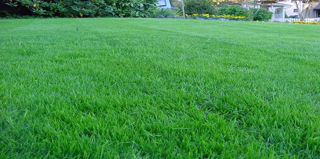 Close-up of bright green grass blades with water droplets, lit by a warm, soft light.