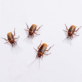 Cockroaches