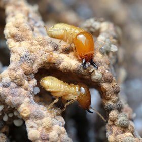 Termites