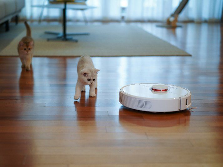 Two kittens on a wooden floor facing a white robot vacuum in a bright living room