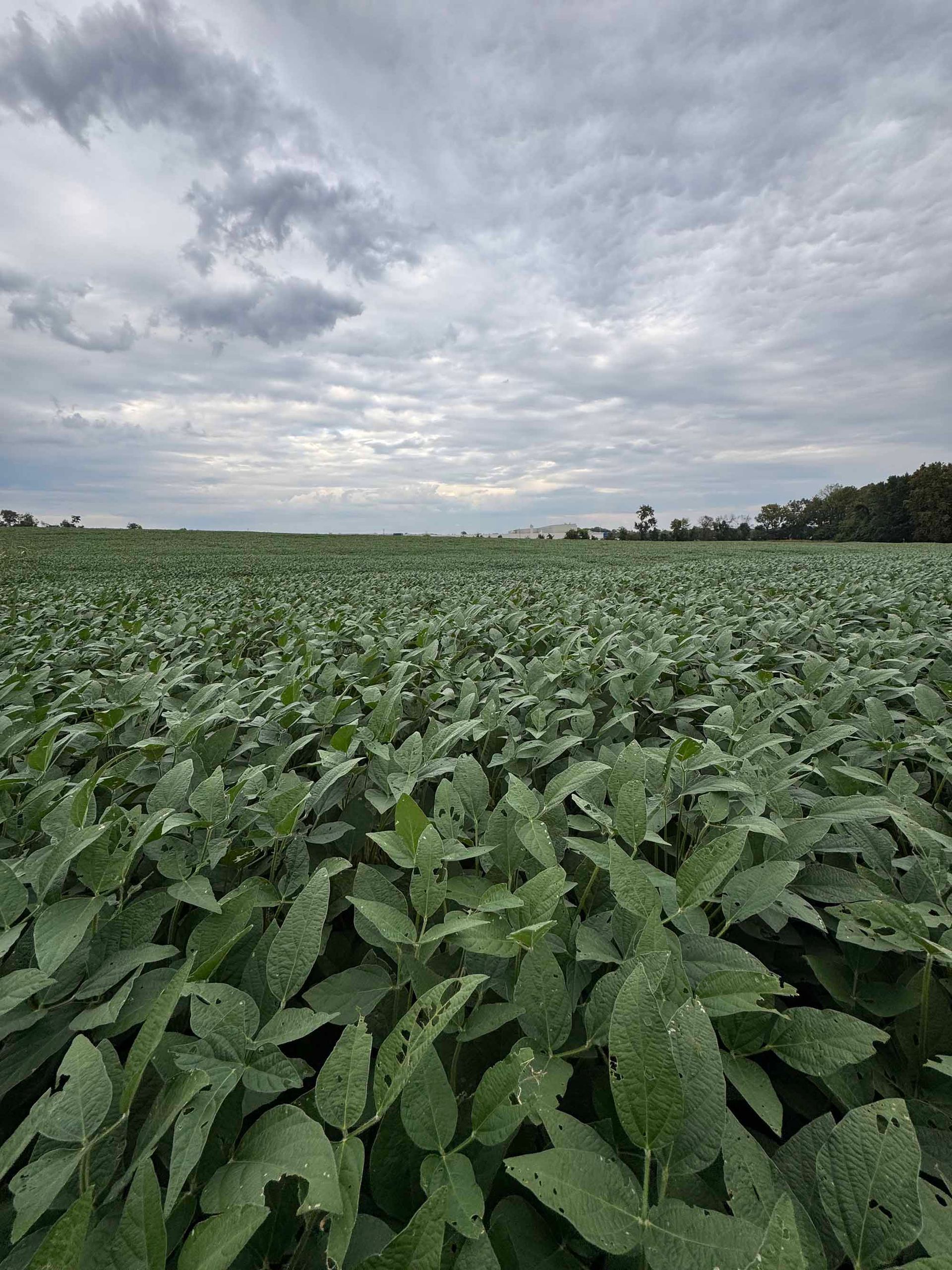 Field of green plants under a cloudy sky.