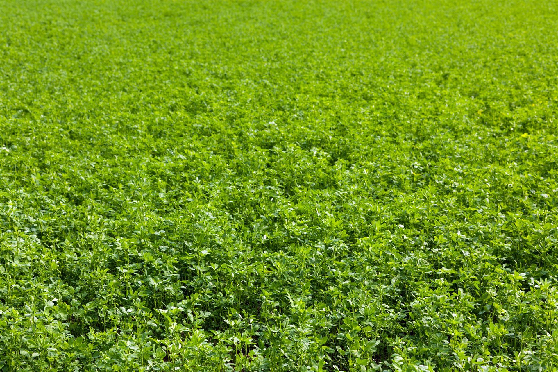A tractor spraying crops in a field of tall green plants under a blue sky.