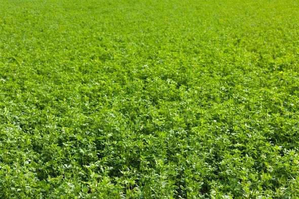 A tractor spraying crops in a field of tall green plants under a blue sky.