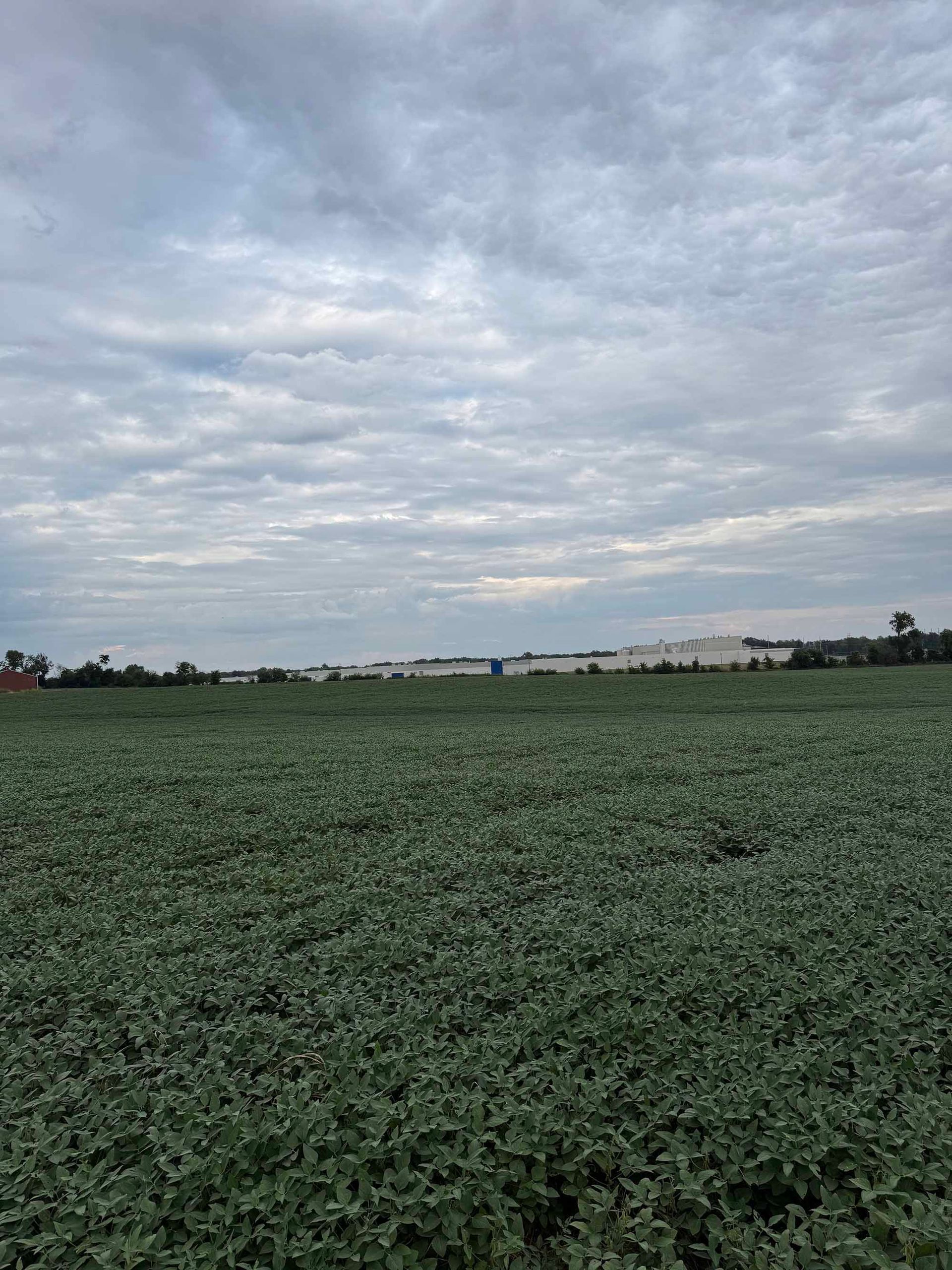 Overcast sky over a field of low green plants, with buildings in the distance.