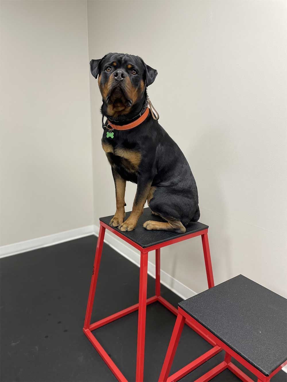 A dog is sitting on a red box in a room.