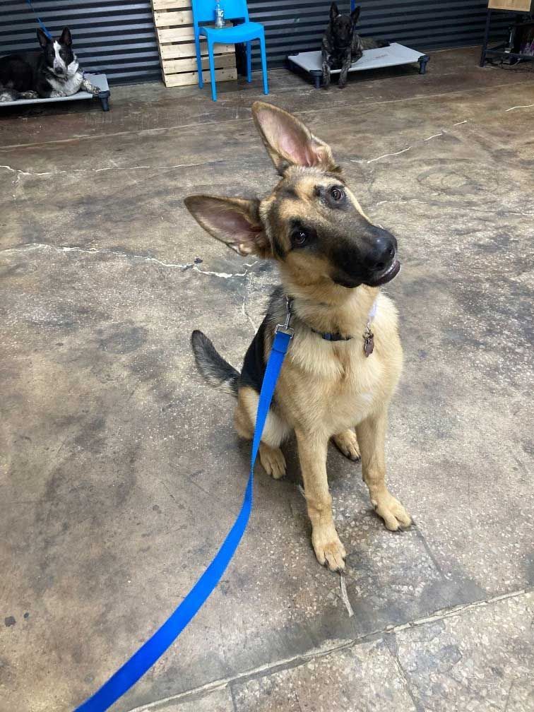 A german shepherd puppy is sitting on the ground on a leash.