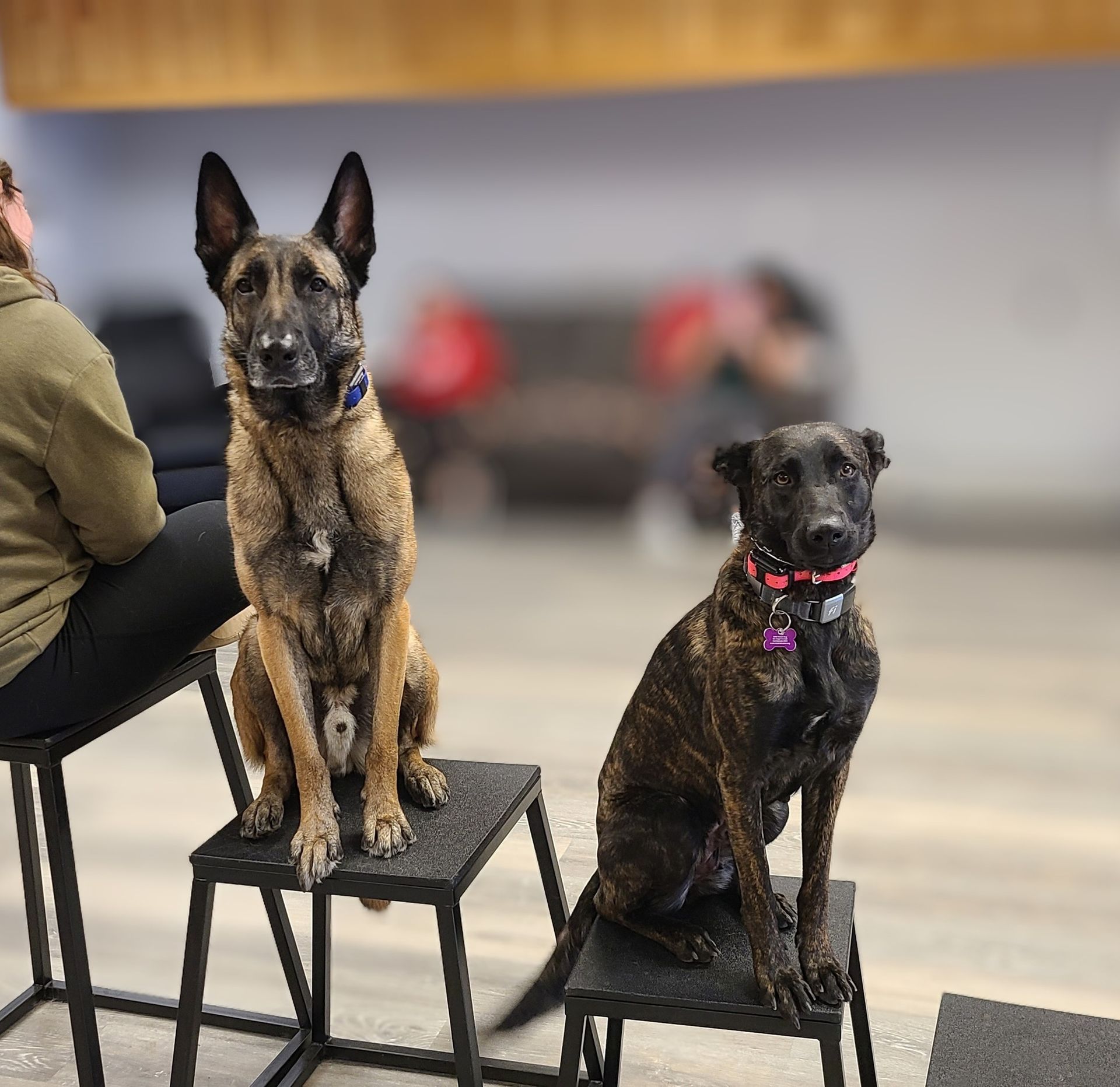 Two dogs are sitting on a stool next to each other.