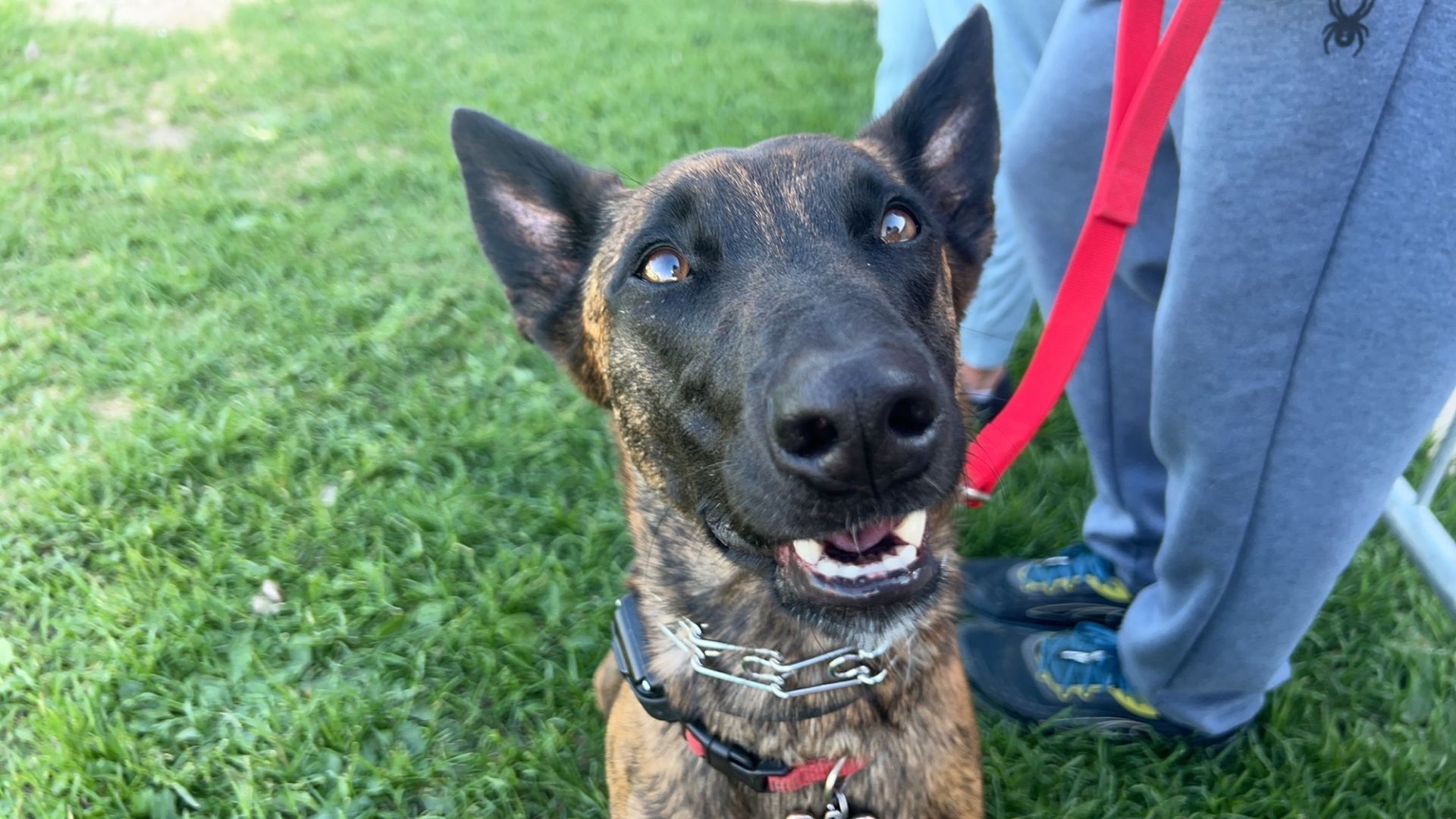 A close up of a dog on a leash looking at the camera.
