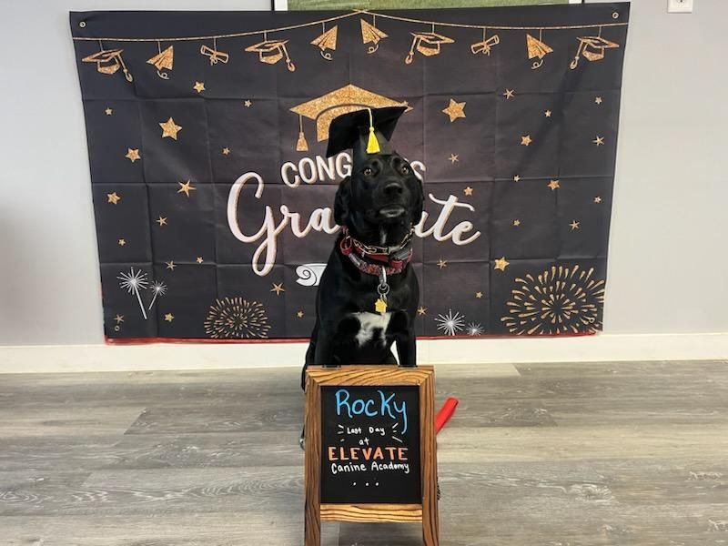 A black dog is sitting on a chalkboard in front of a graduation banner.