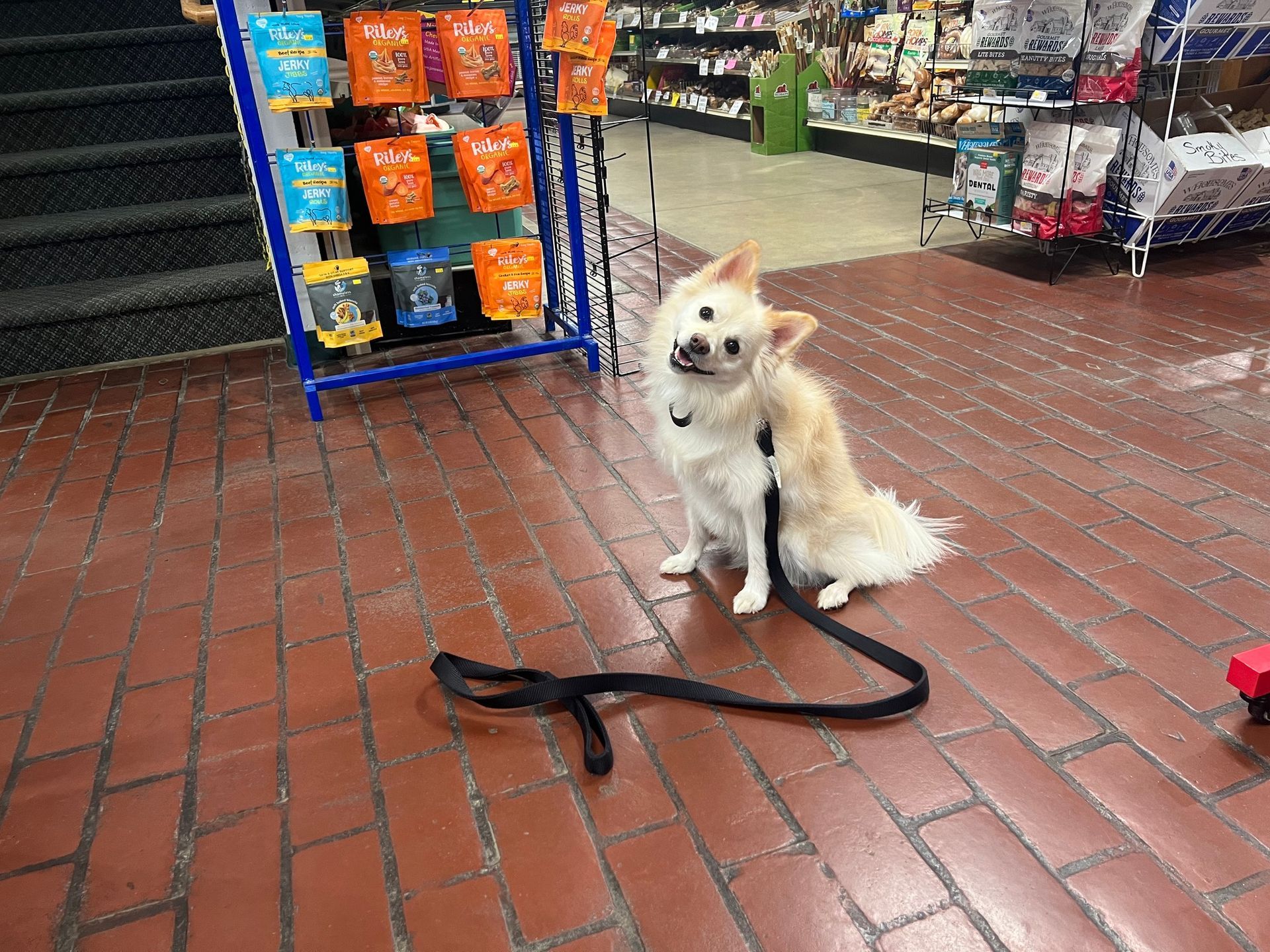 A small dog on a leash is sitting on a brick floor in a store.