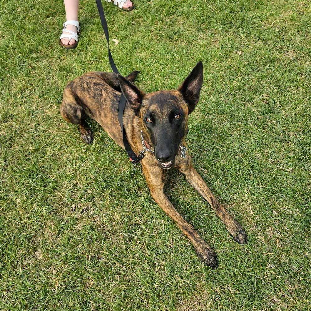 A dog on a leash is laying in the grass