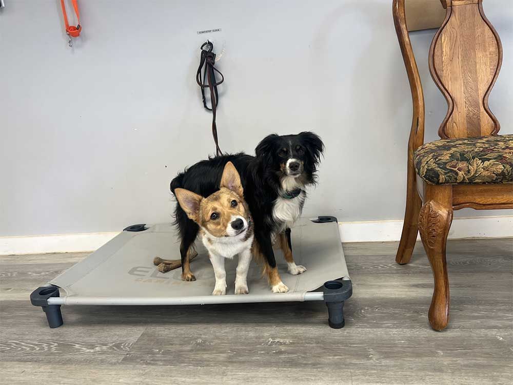 Two dogs are standing on a dog bed next to a chair.