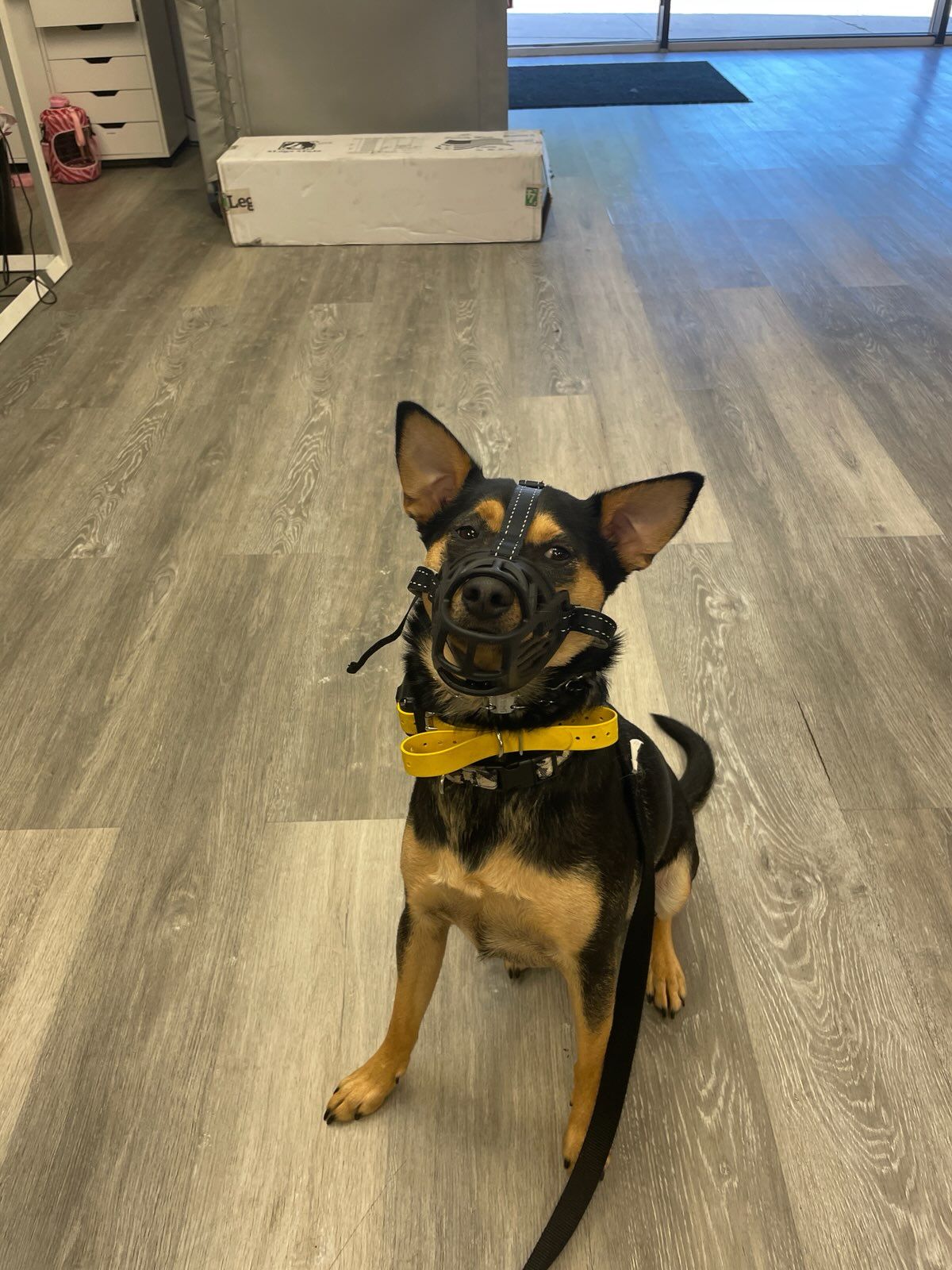 A small dog wearing a yellow collar and a muzzle is sitting on a wooden floor.