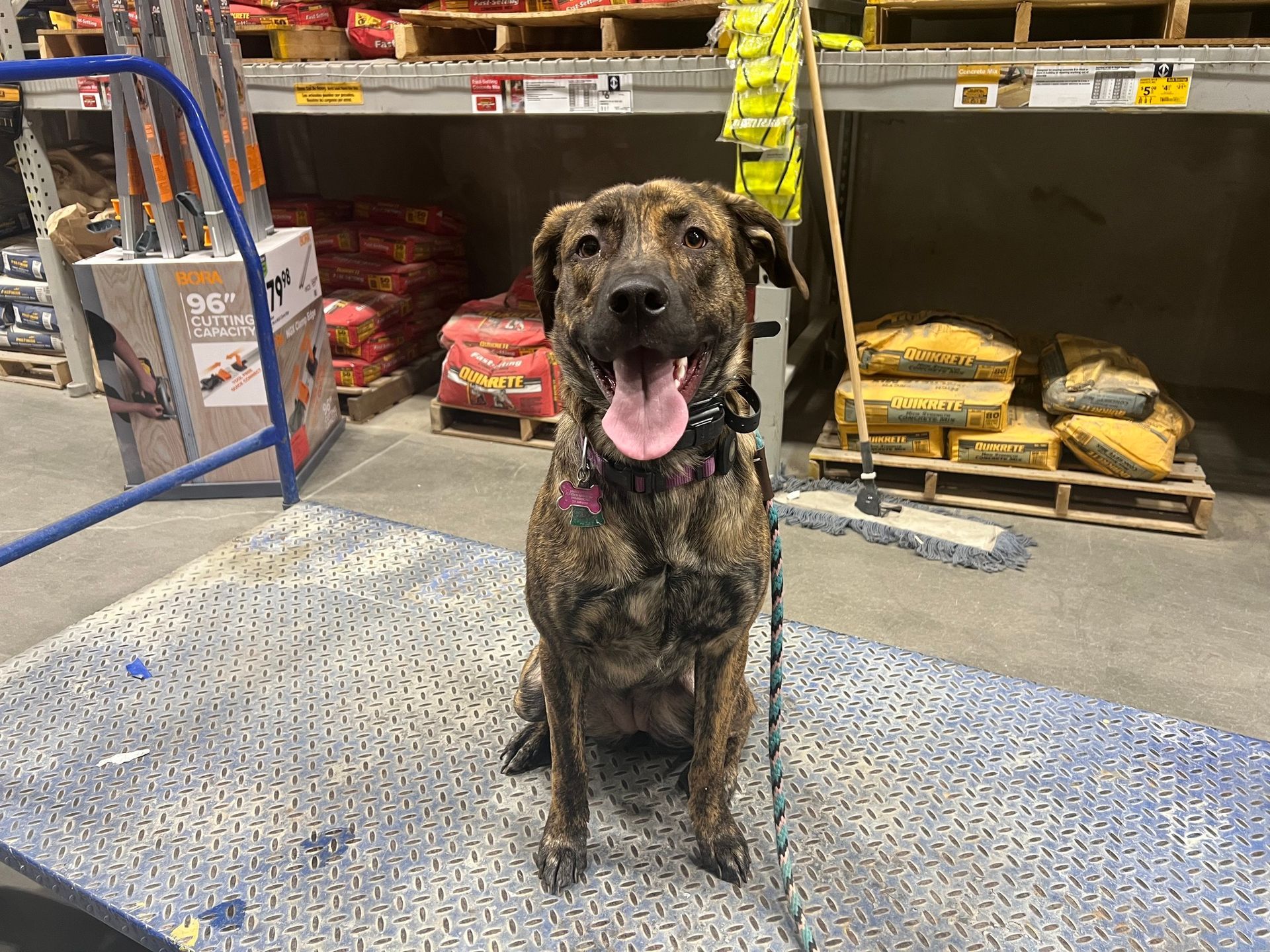 A brown dog is sitting on a mat in a warehouse.