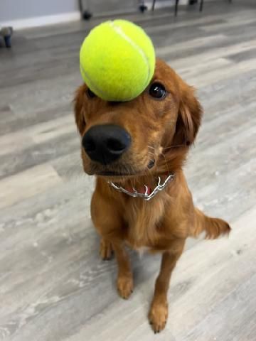 A dog with a tennis ball on its head.