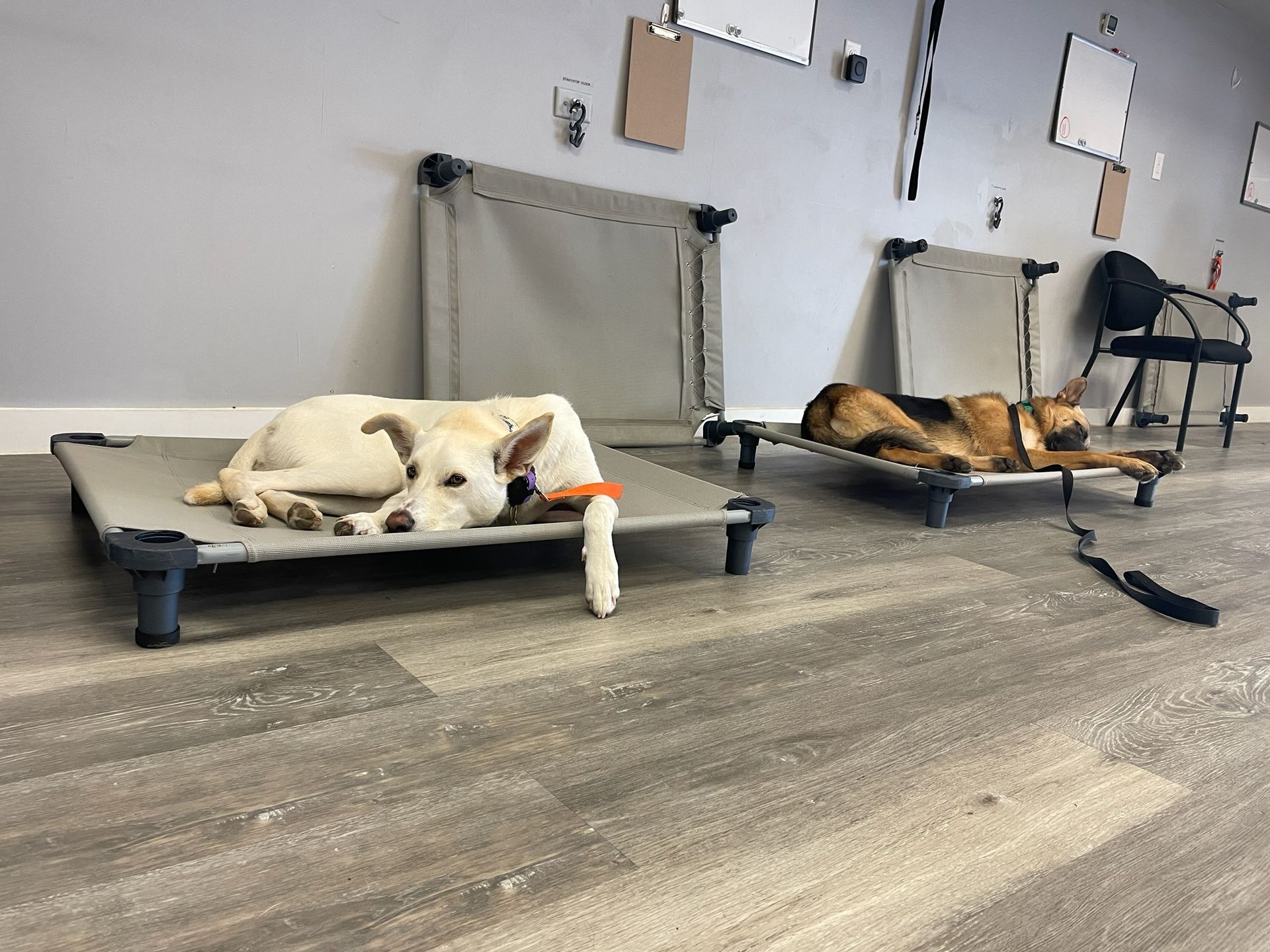 Two dogs are laying on cots in a room.
