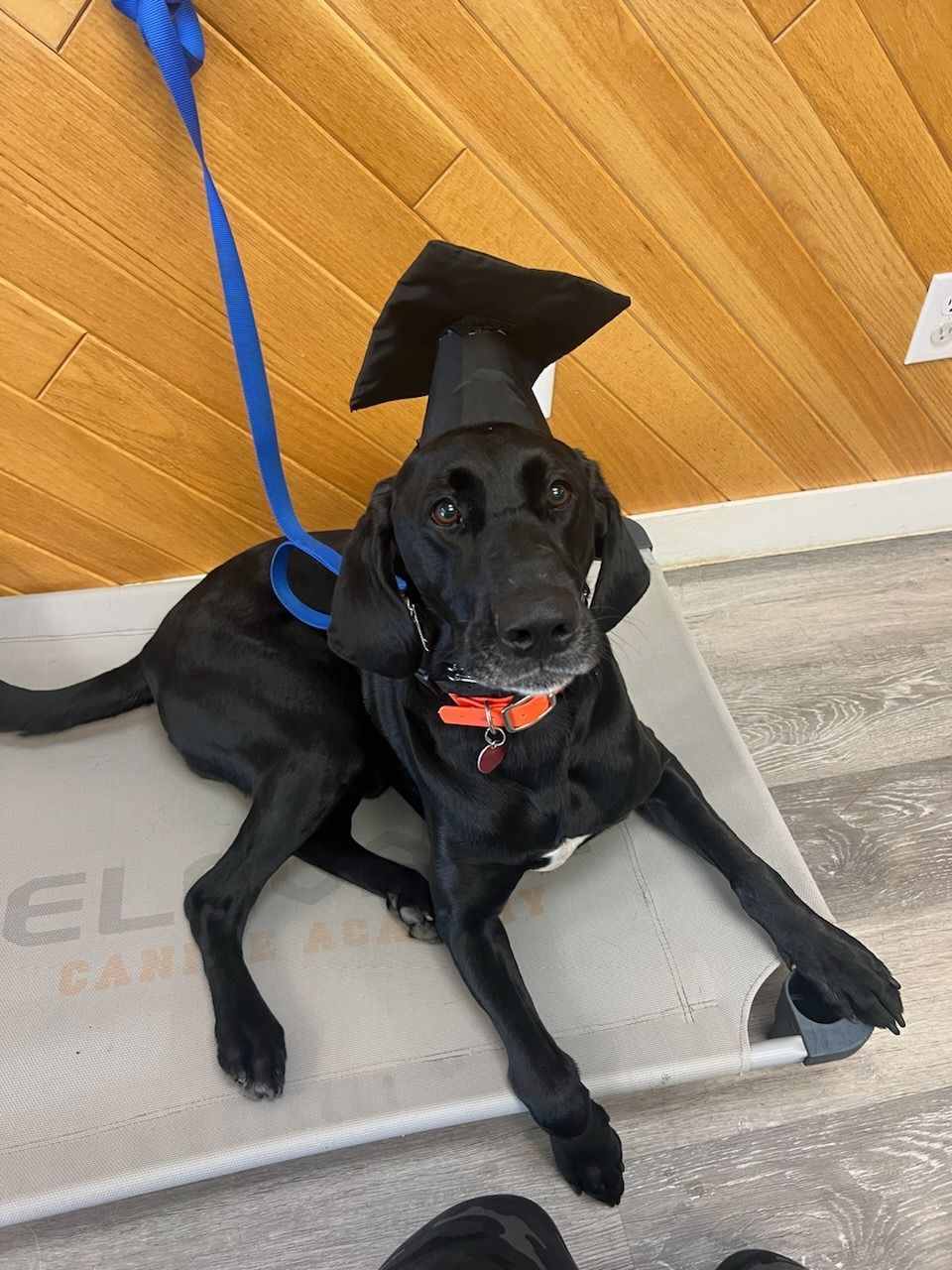 A black dog wearing a graduation cap and gown