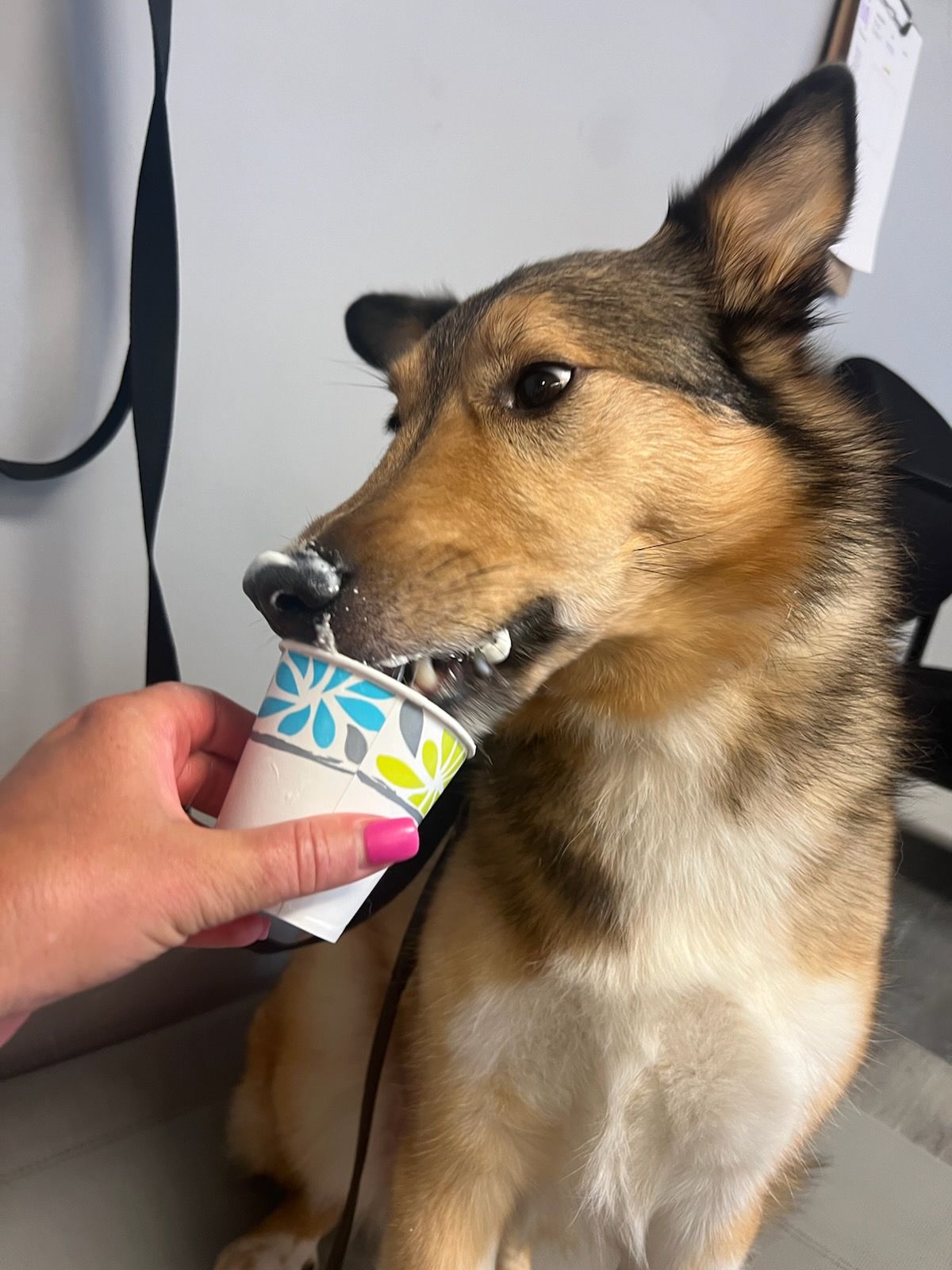 A dog is eating an ice cream cone from a person 's hand.