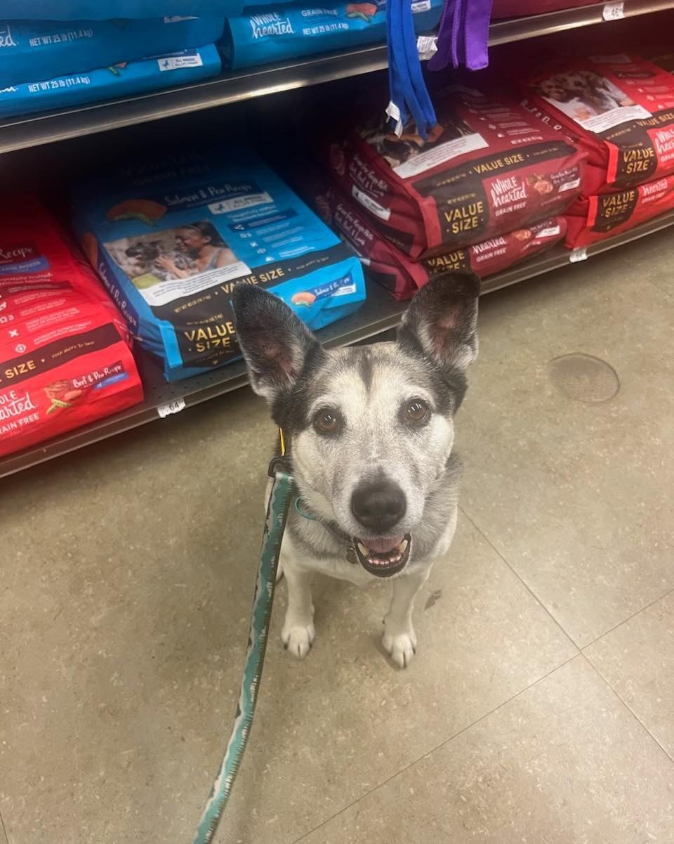 A husky dog is standing in front of a shelf of dog food.