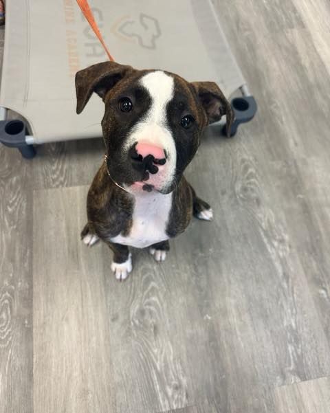 A brown and white puppy is sitting on a wooden floor and looking at the camera.