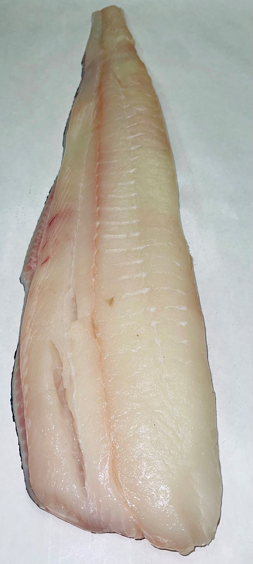 Halibut