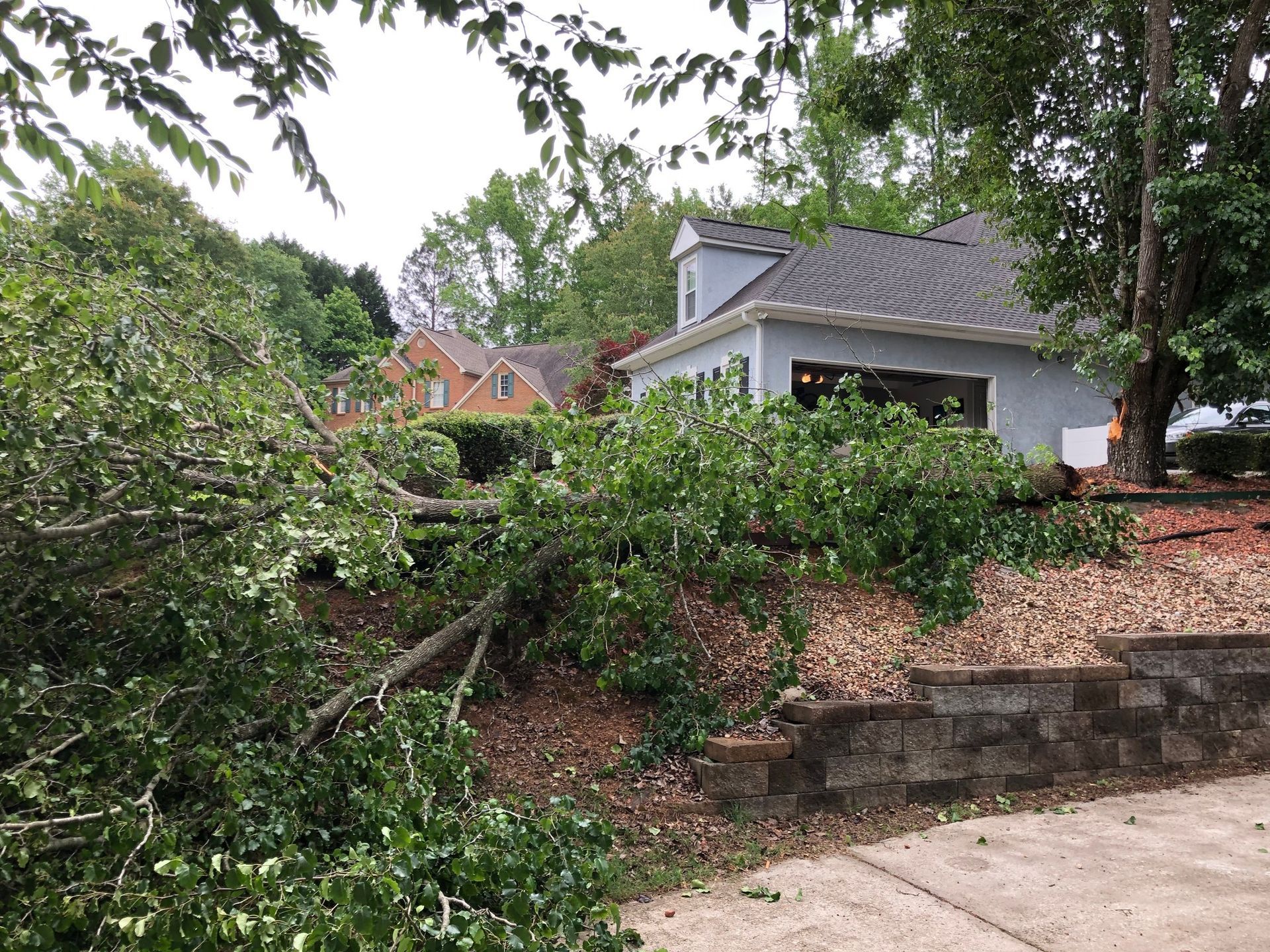 A tree has fallen on the side of a house.