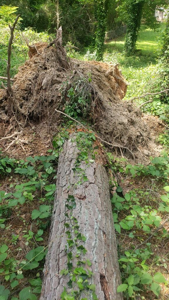 A tree stump in the middle of a forest with ivy growing on it.