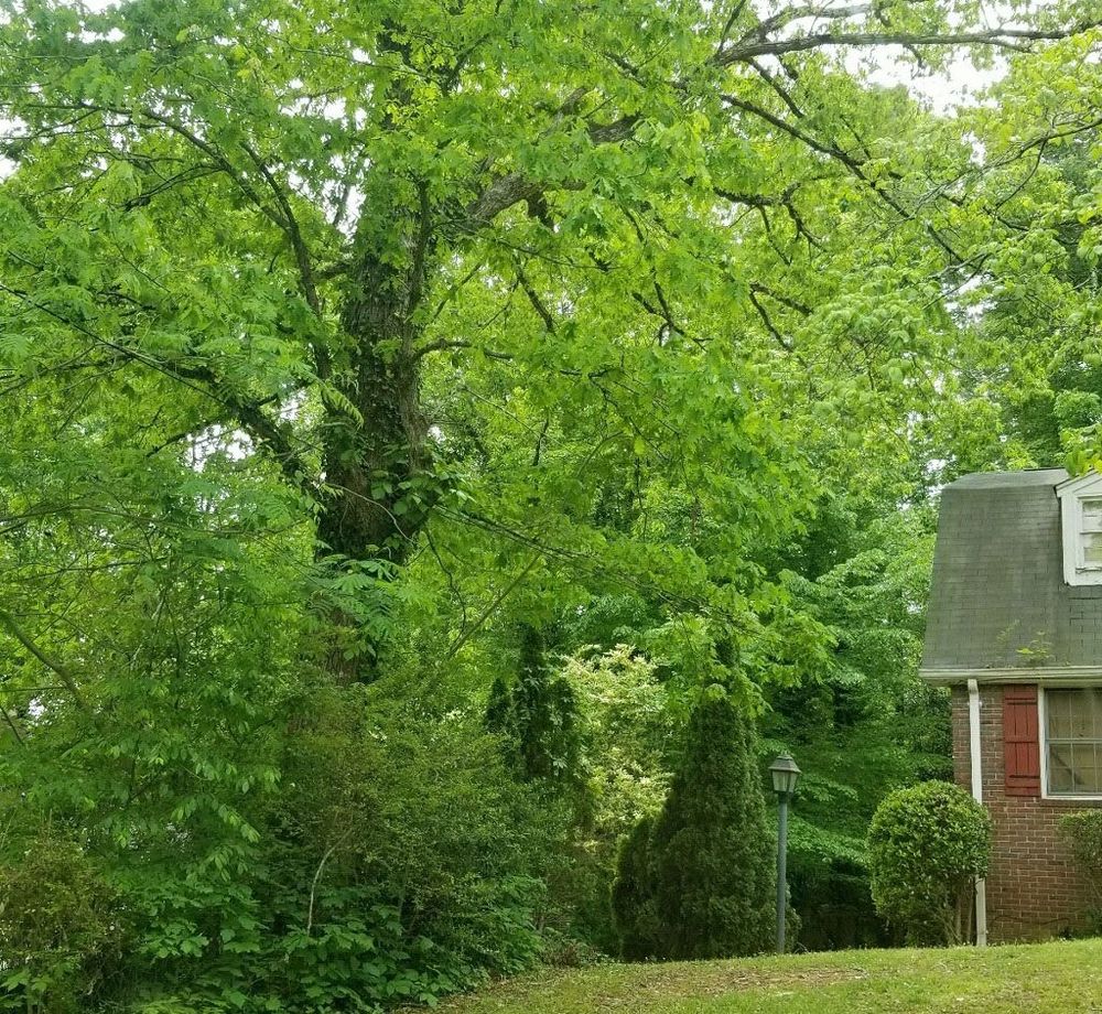 A house with a red door is surrounded by trees and bushes.