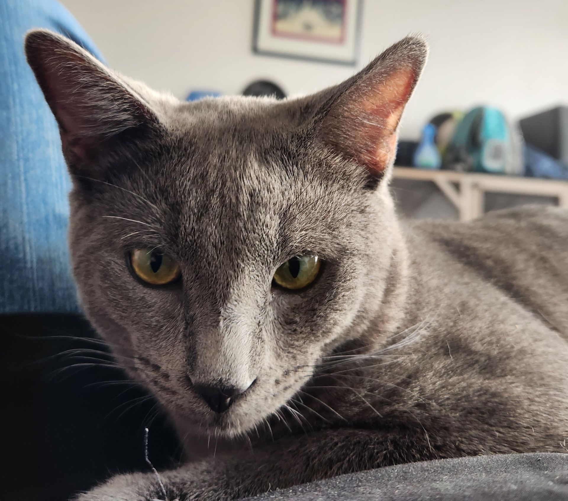 A close up of a gray cat with yellow eyes