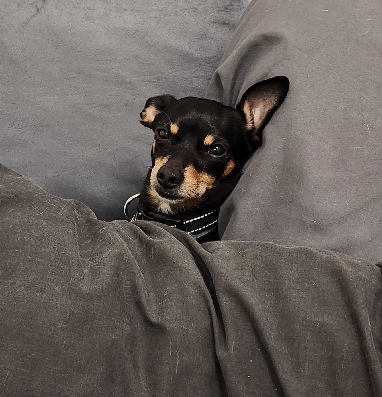 A small black and brown dog laying on a bed