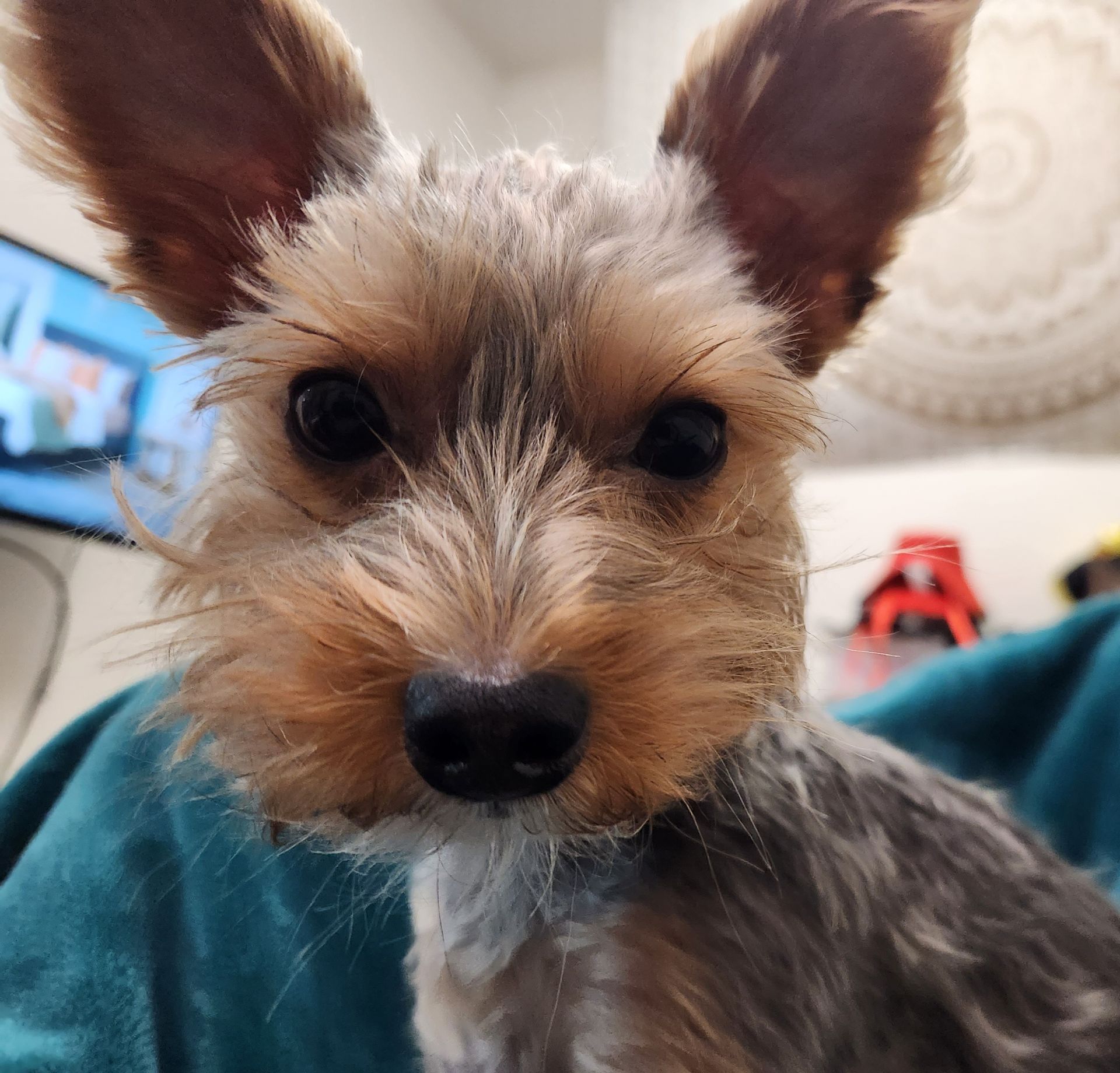 A close up of a small dog looking at the camera