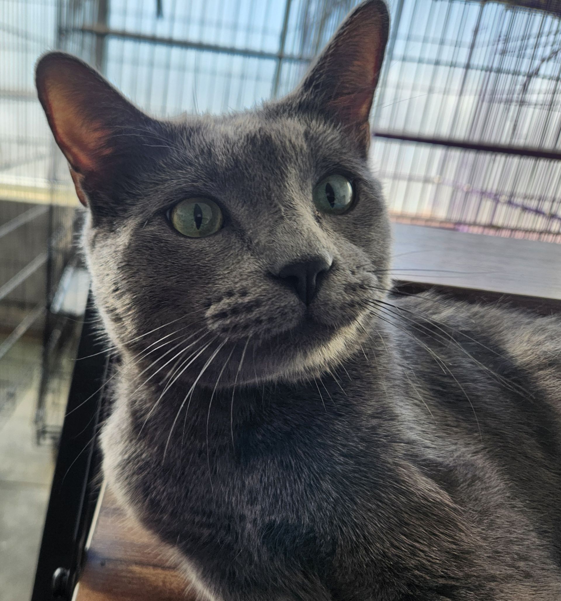 A close up of a gray cat with green eyes sitting on a table.