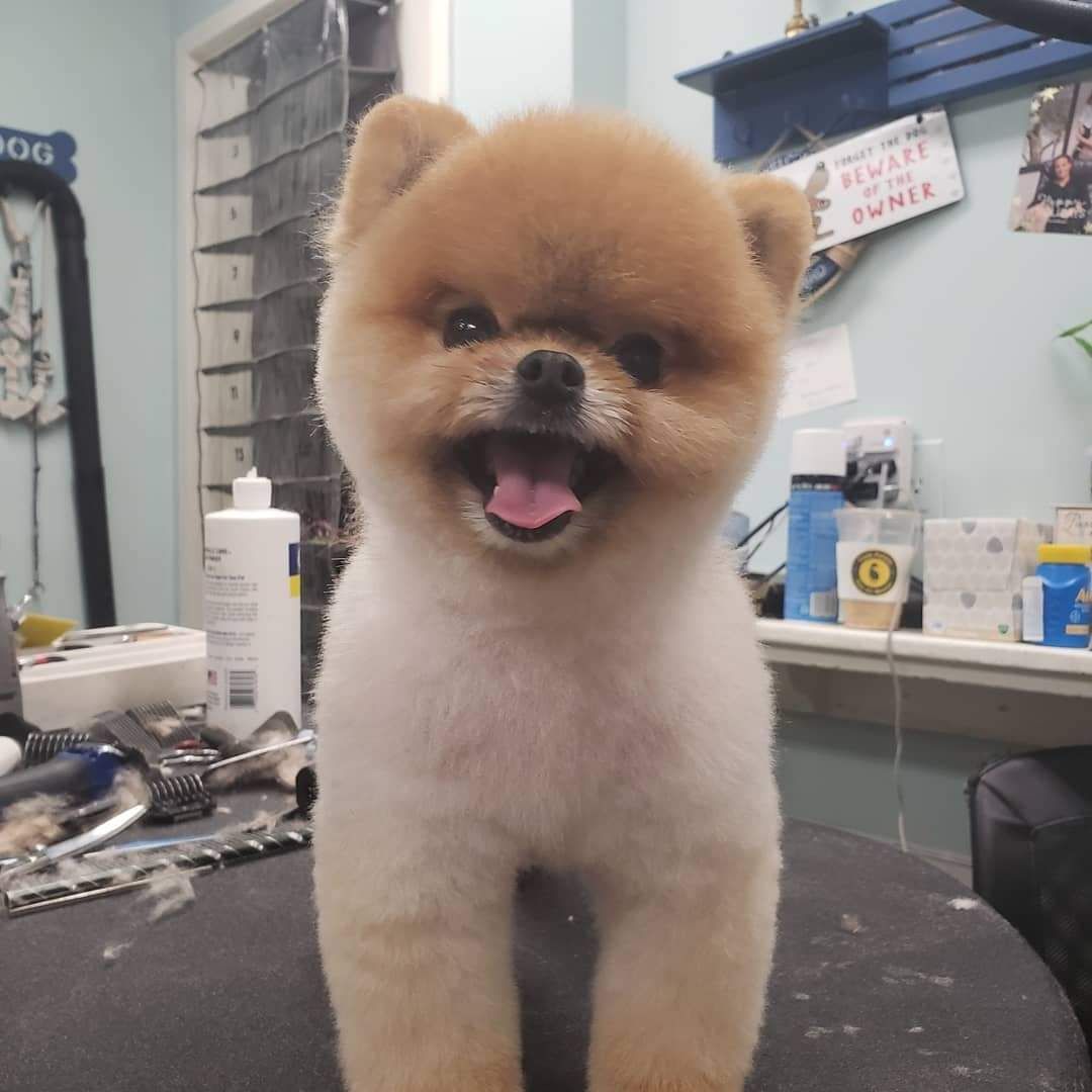 A small brown and white dog with its tongue out