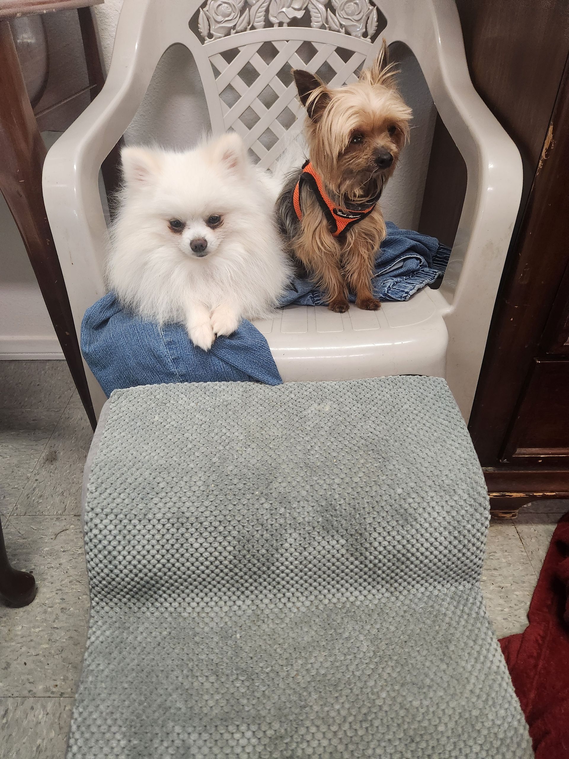 Two small dogs are sitting on a chair . one is a pomeranian and the other is a yorkshire terrier.