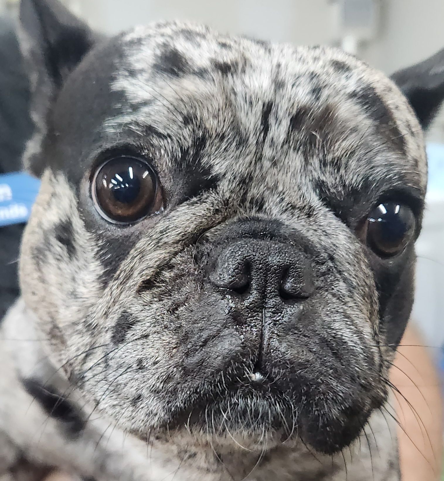 A close up of a french bulldog looking at the camera.