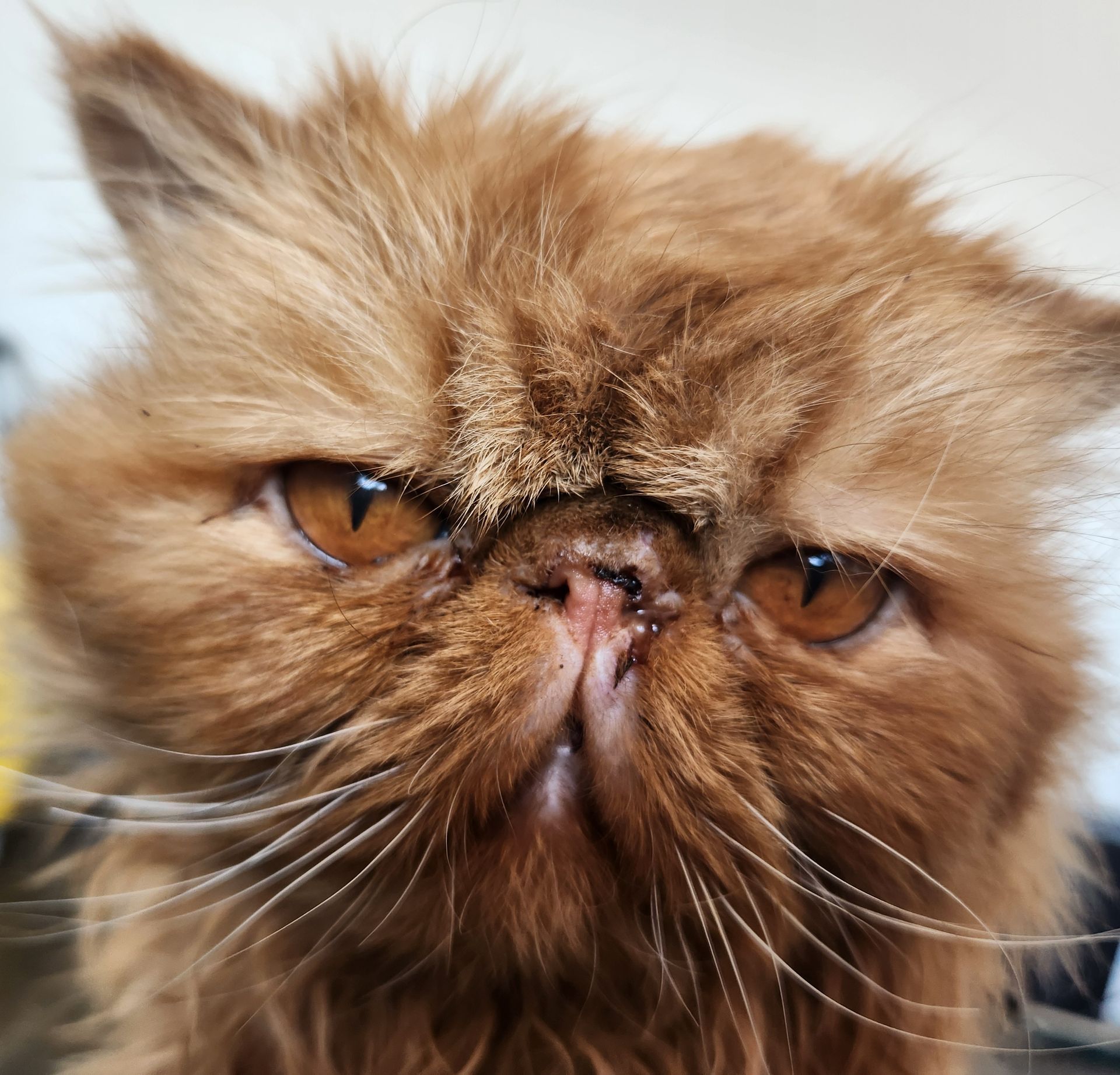 A close up of a fluffy brown cat looking at the camera
