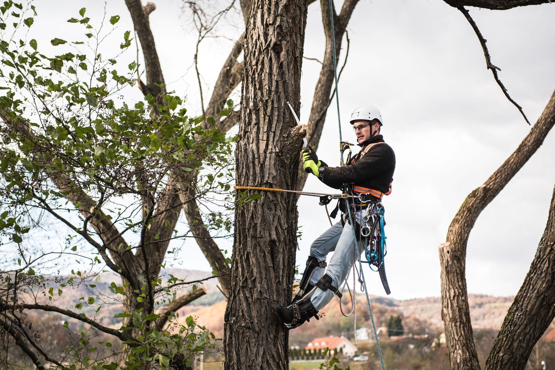 Tree climber in helmet and harness rappelling from a large trunk among bare branches.