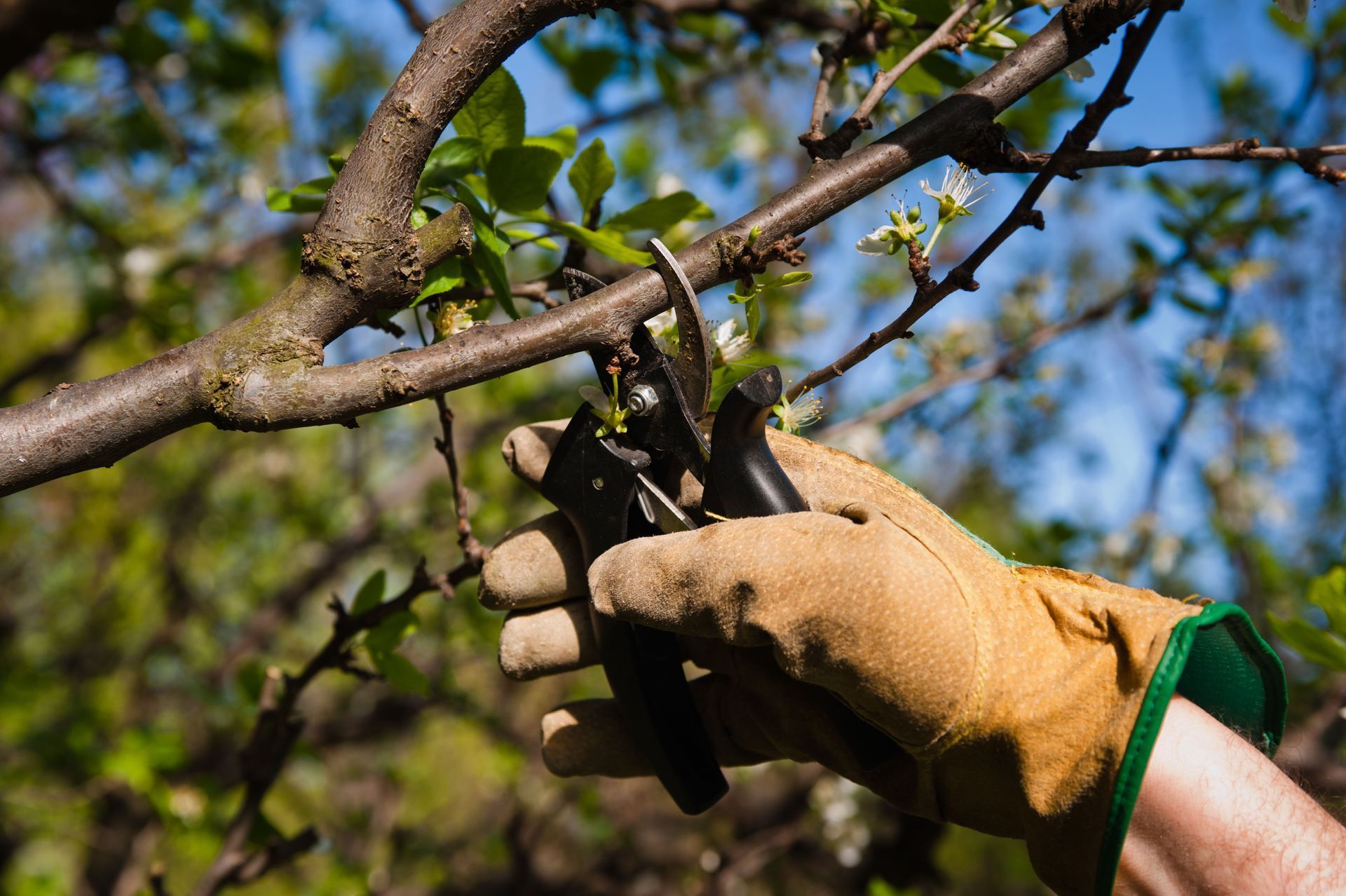 Gloved hand pruning a tree branch with shears in a sunny orchard