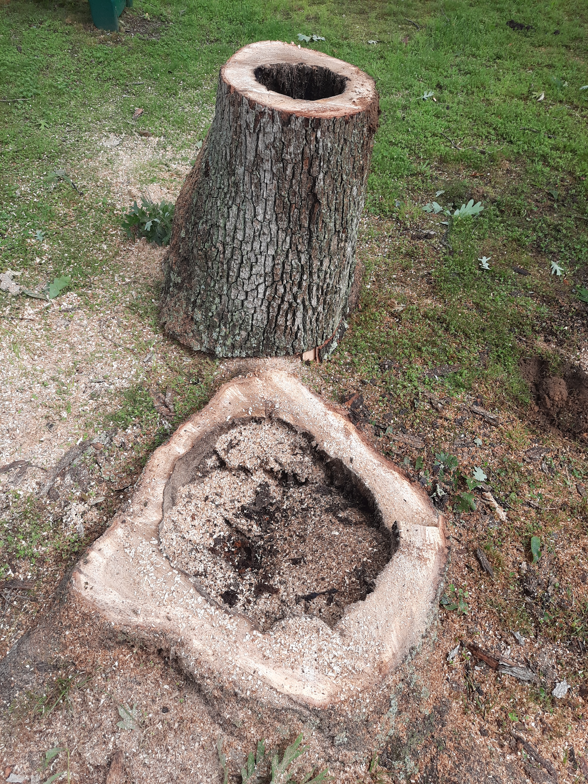 Two hollowed tree stumps on grass, one upright and one cut on the ground.