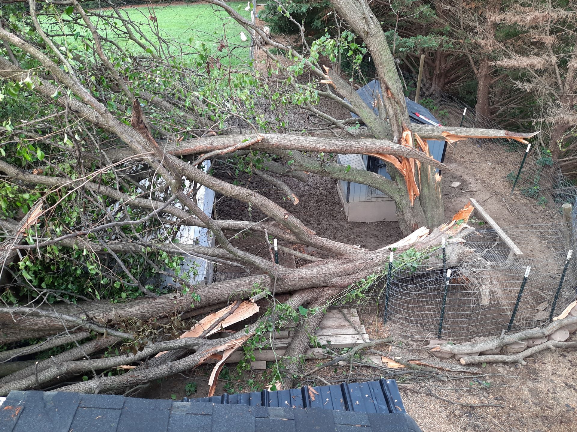 Downed tree branches blocking a dirt path, with a black metal fence beside them