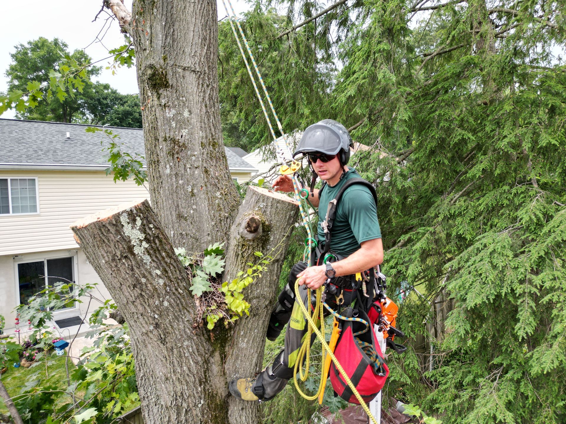 Arborist in helmet and harness trimming a large tree beside a house, with ropes and climbing gear.