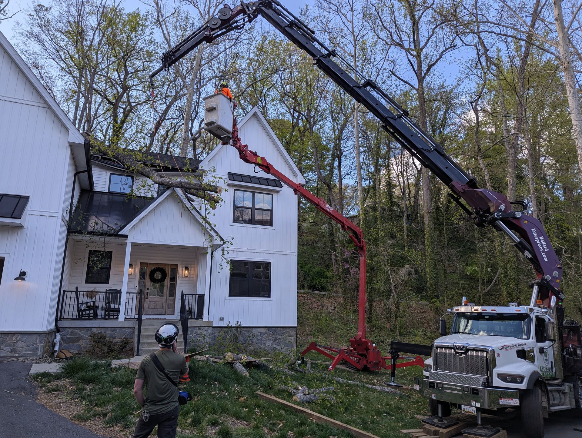 Utility trucks lifting workers near a white house, likely trimming a tall tree in the yard