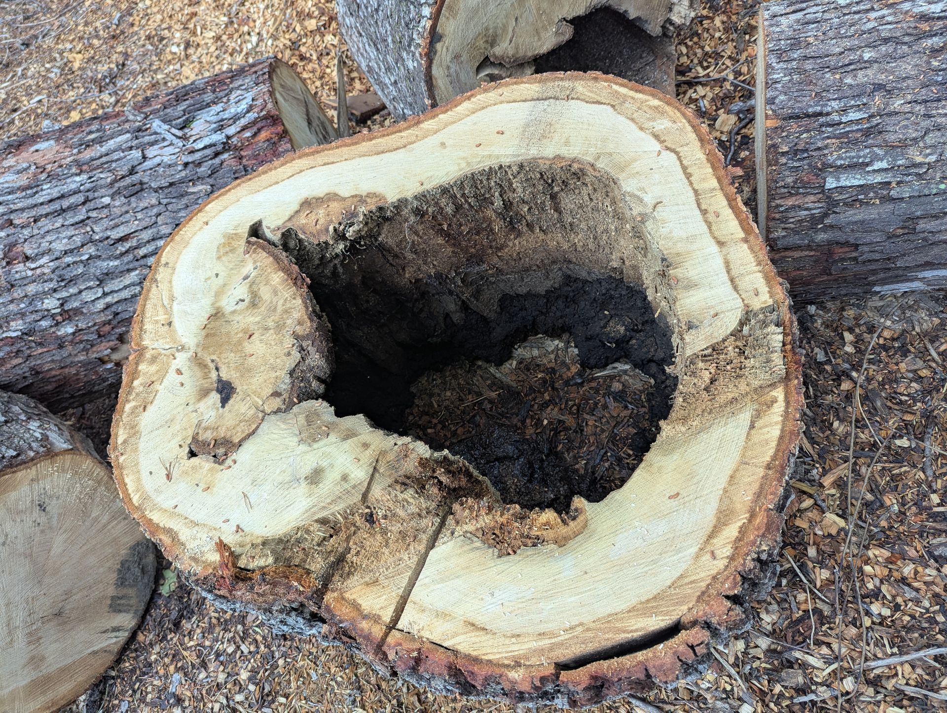 Cut tree stump with hollow center, showing pale rings and dark decay on a gravelly forest floor