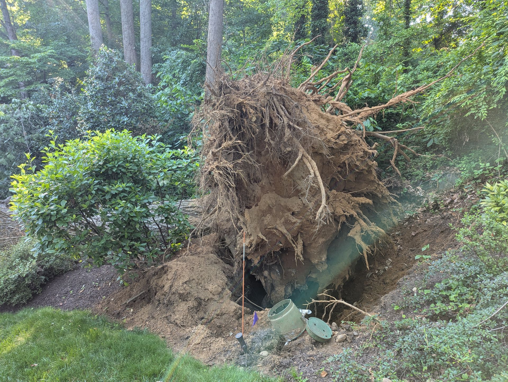 Uprooted tree with exposed roots fallen into a muddy ditch in a wooded area