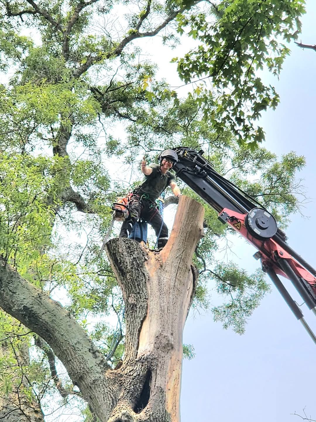 Crane lifting a cut tree trunk beside a large tree canopy against the sky