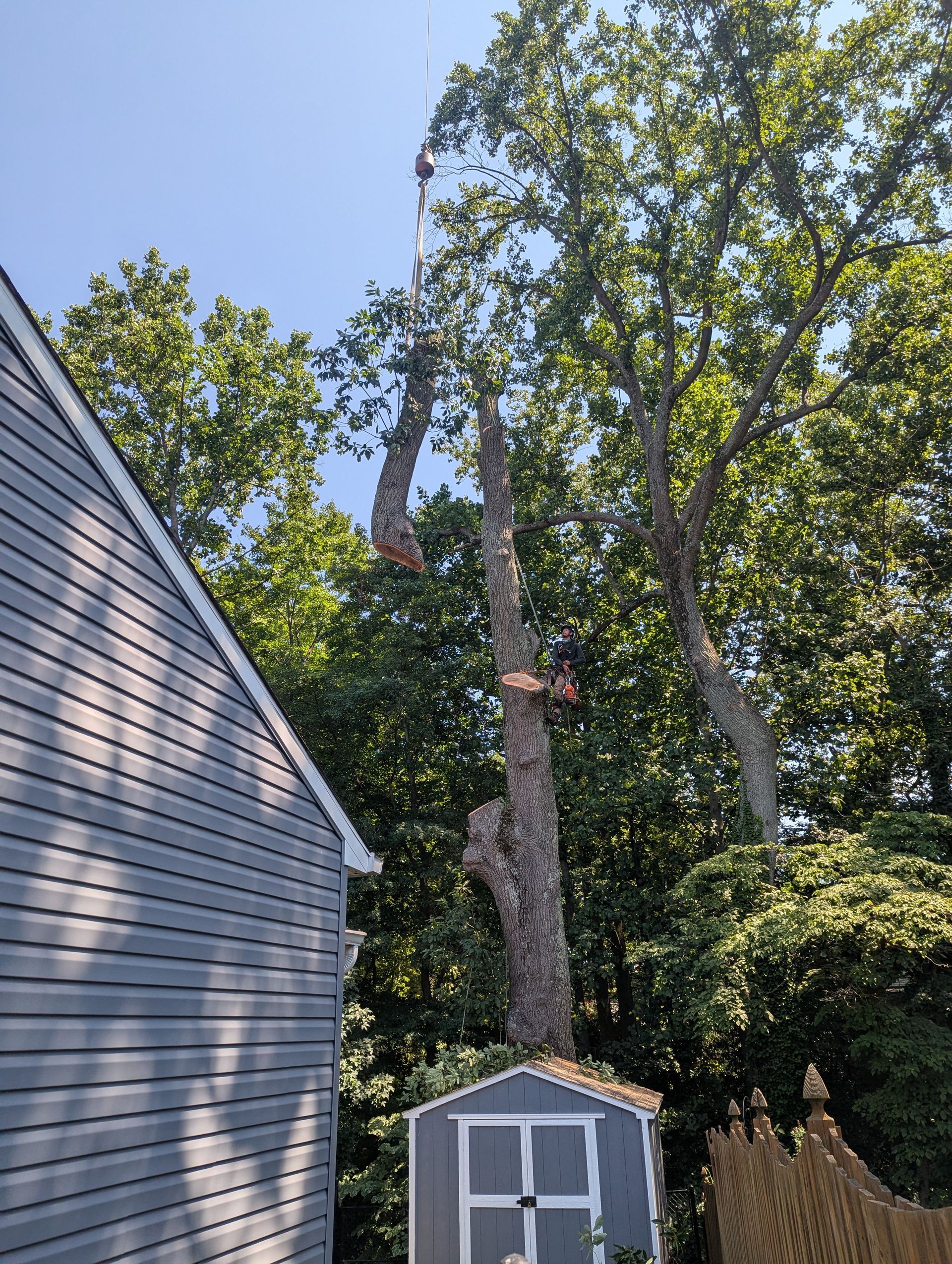 Tall tree beside a gray house and small shed under a clear blue sky