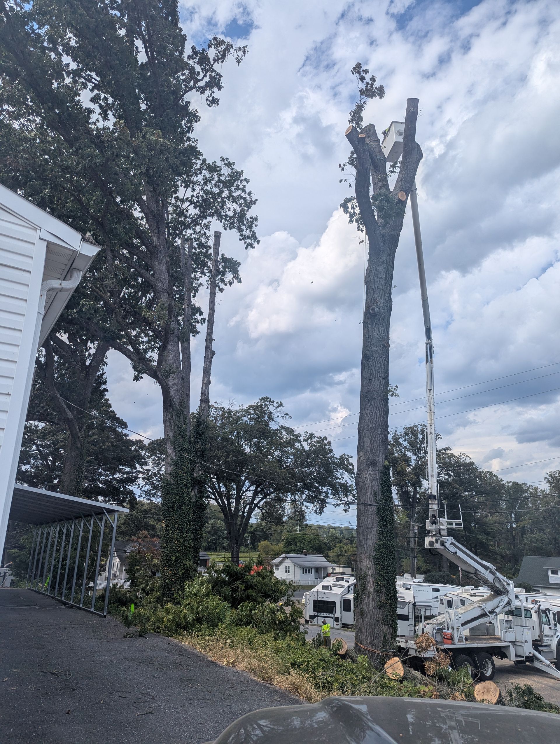 Tree removal crew working on tall trees beside a house, with a bucket truck and trimmed trunks.