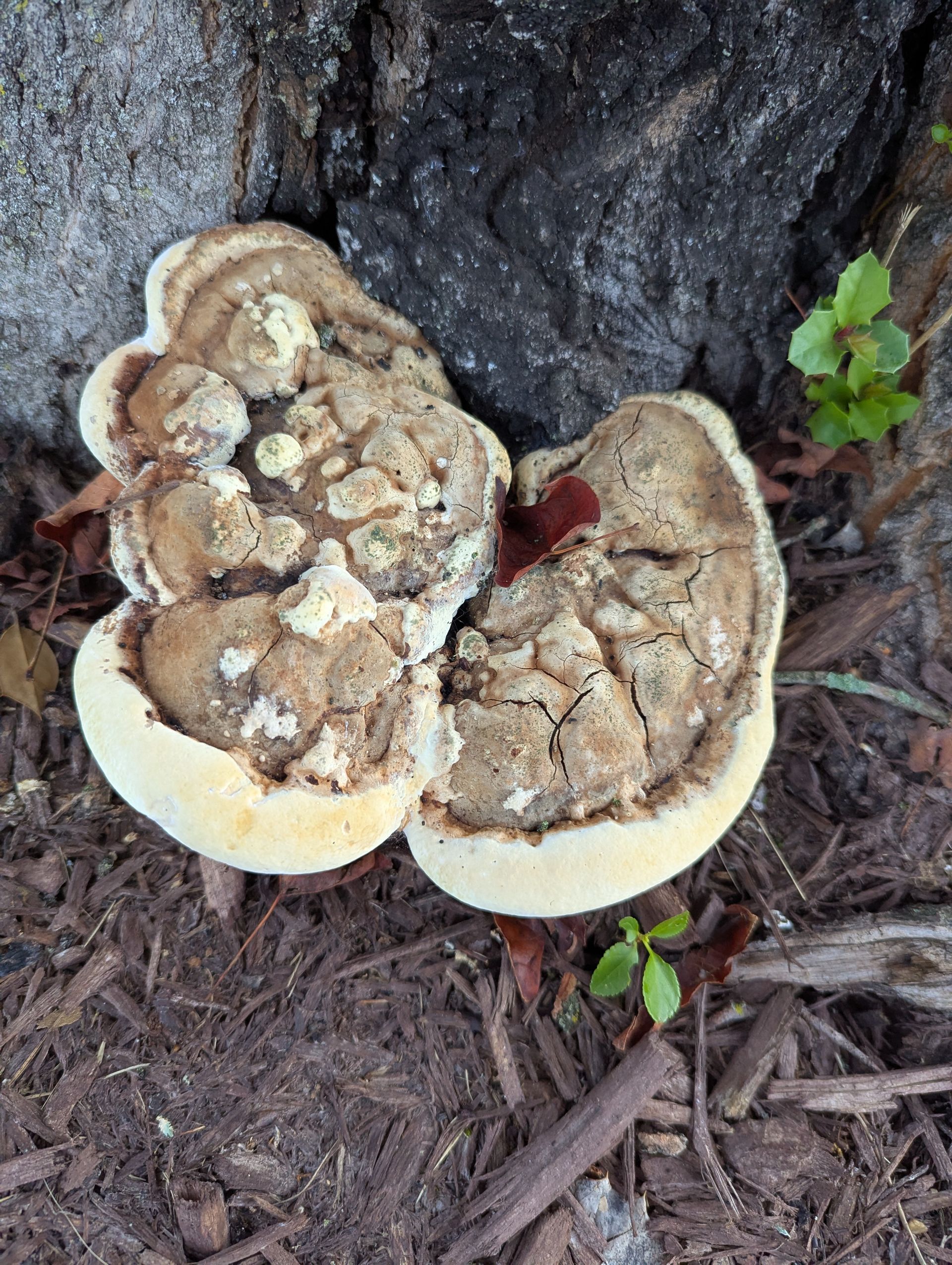Two large bracket mushrooms with white undersides growing on a dark tree trunk.