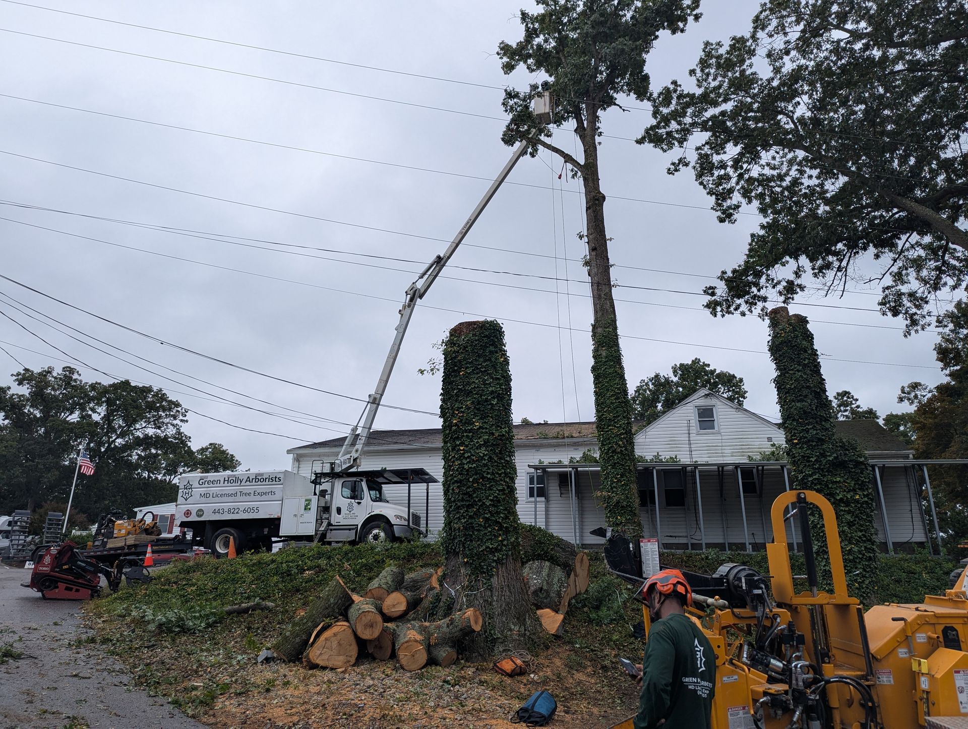 Workers trimming a tall tree beside a house, with a bucket truck and wood piles in the yard
