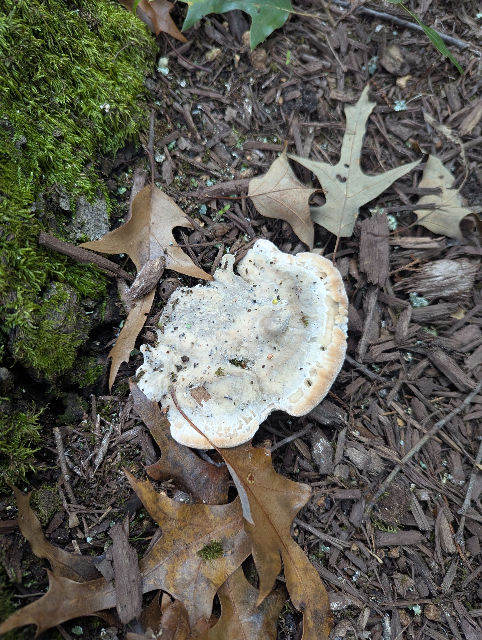 White mushroom among brown leaves and moss on the forest floor
